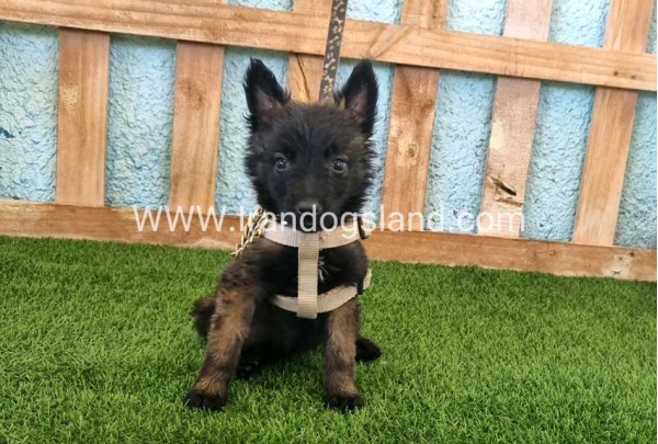 --malinois-115_4