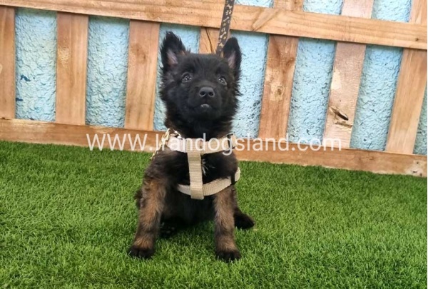 --malinois-115_5