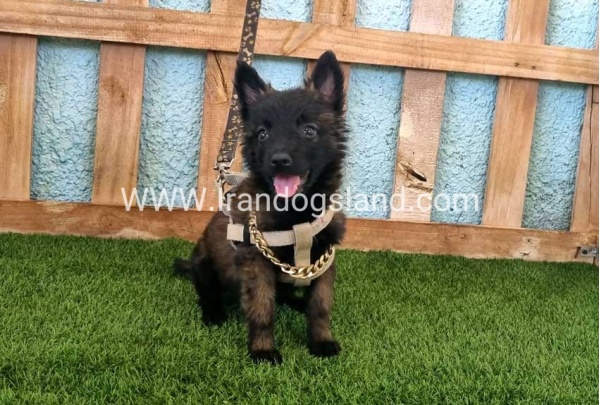 --malinois-115_6