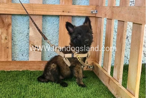 --malinois-115_7