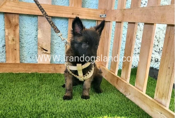--malinois-115_8