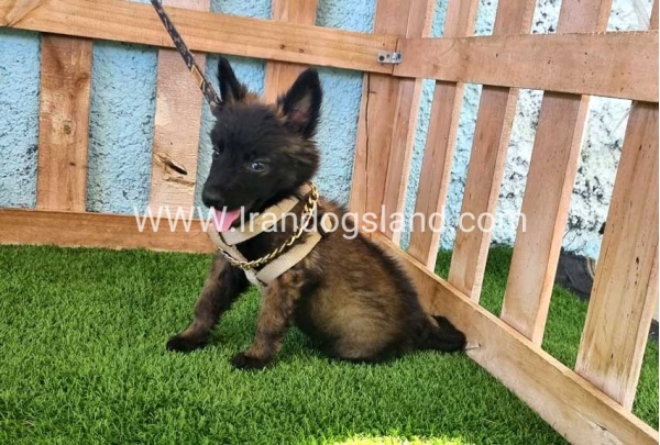 --malinois-115_9