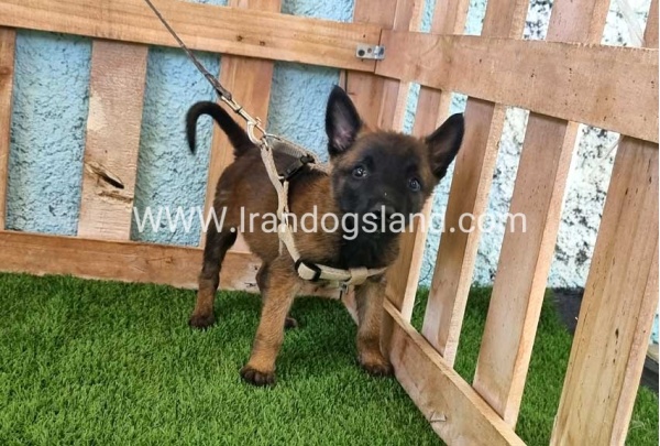 --malinois-116_1