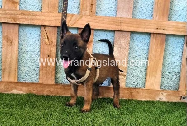 --malinois-116_2