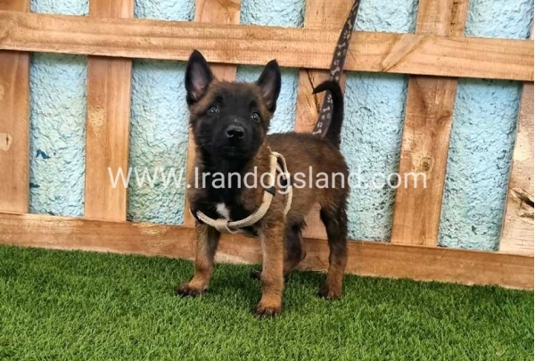 --malinois-116_3