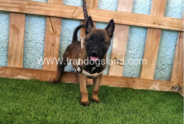 --malinois-116_4