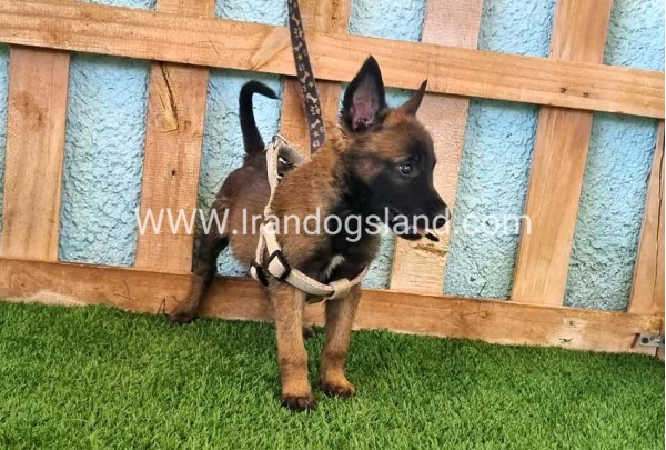 --malinois-116_5