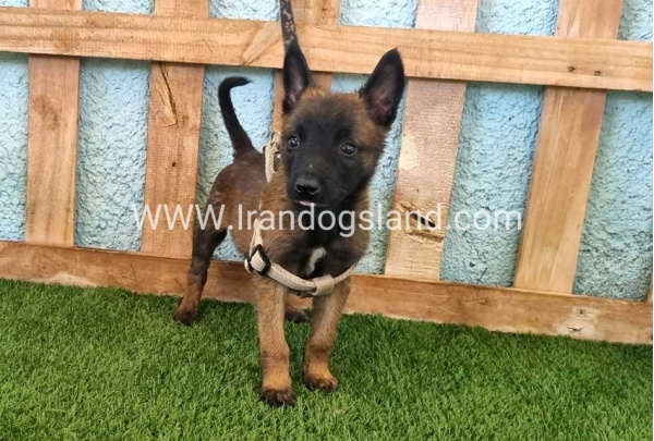 --malinois-116_6