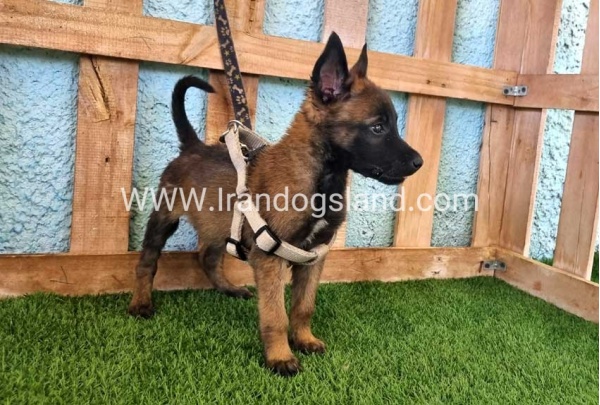 --malinois-116_7