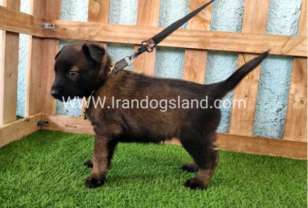 --malinois-119_1