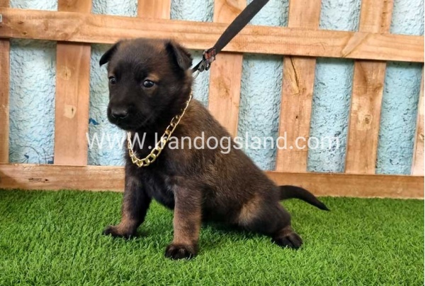 --malinois-119_2
