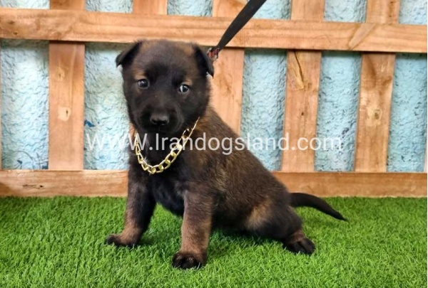 --malinois-119_3