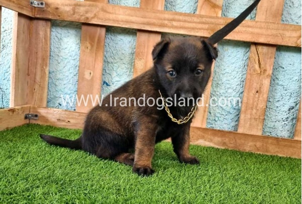 --malinois-119_4