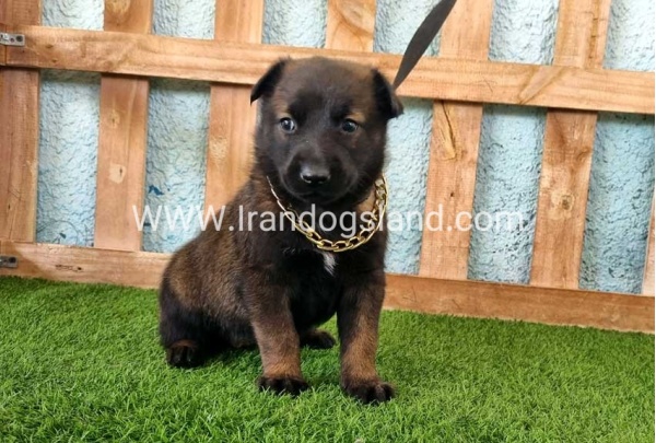 --malinois-119_5