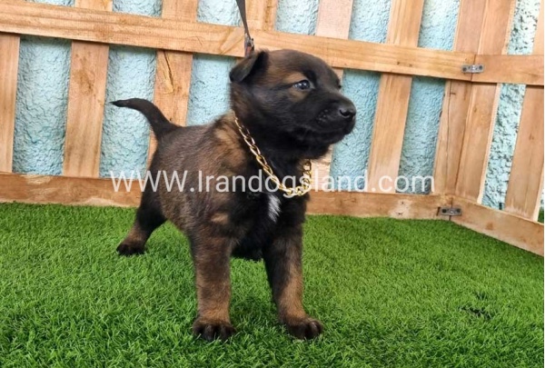 --malinois-119_6