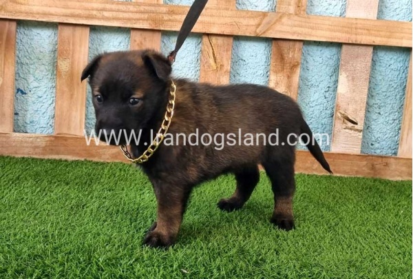 --malinois-119_7