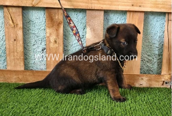 --malinois-119_8