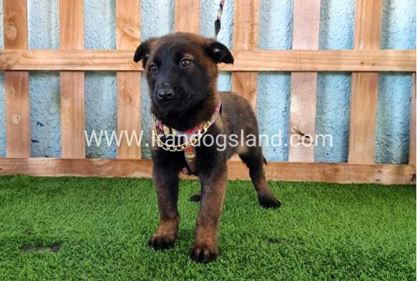 --malinois-127_1