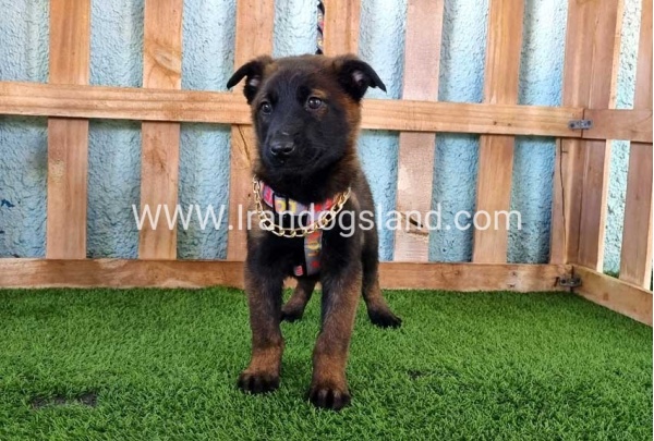 --malinois-127_2