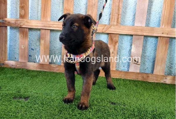 --malinois-127_3