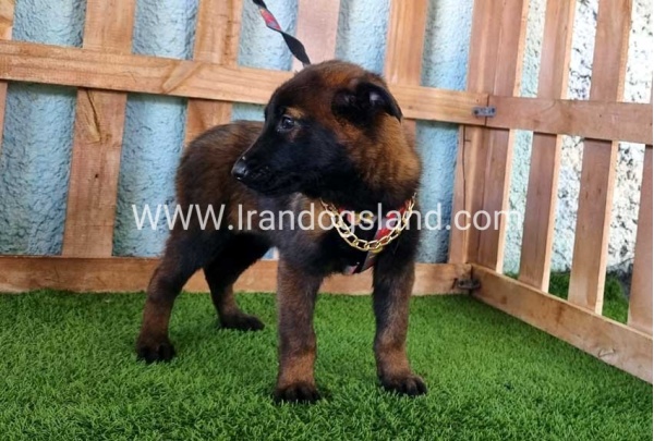 --malinois-127_4