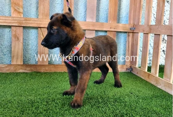 --malinois-127_5