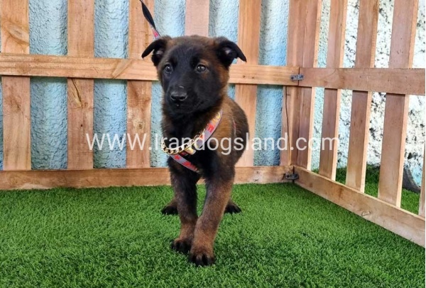 --malinois-127_6