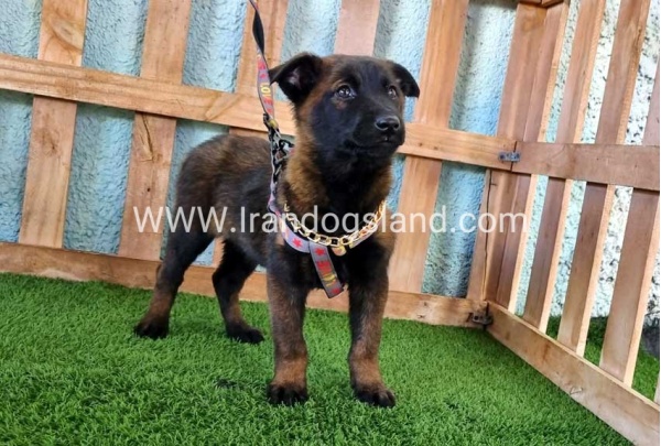 --malinois-127_7