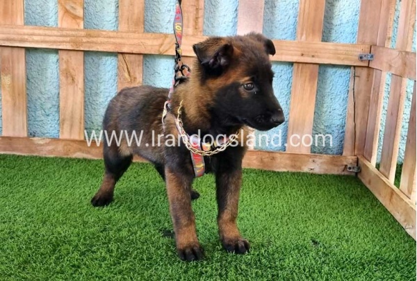 --malinois-127_8