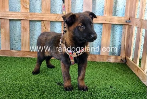 --malinois-127_9