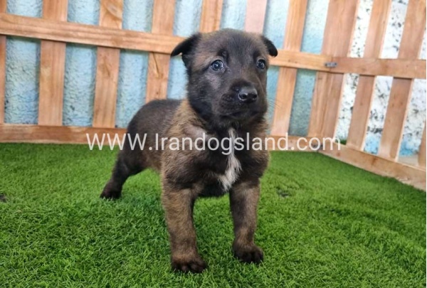 --malinois-129_1