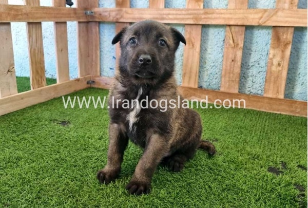 --malinois-129_10