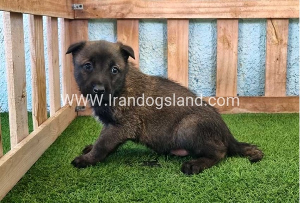 --malinois-129_2