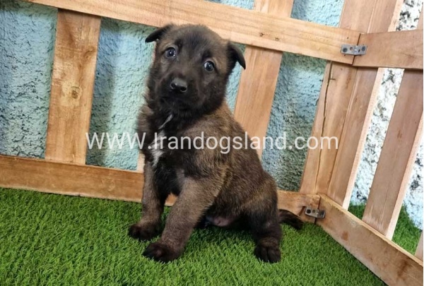 --malinois-129_3