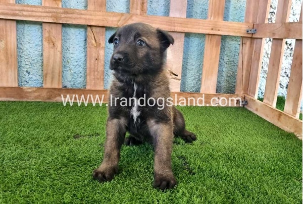 --malinois-129_4
