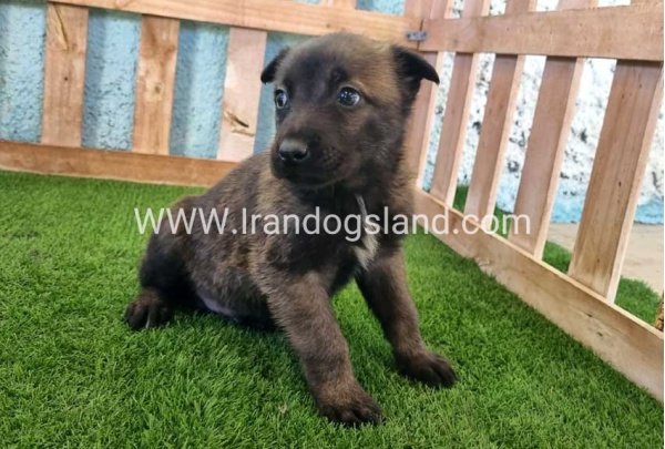--malinois-129_5