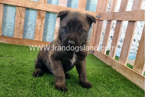 --malinois-129_6
