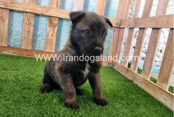 --malinois-129_7