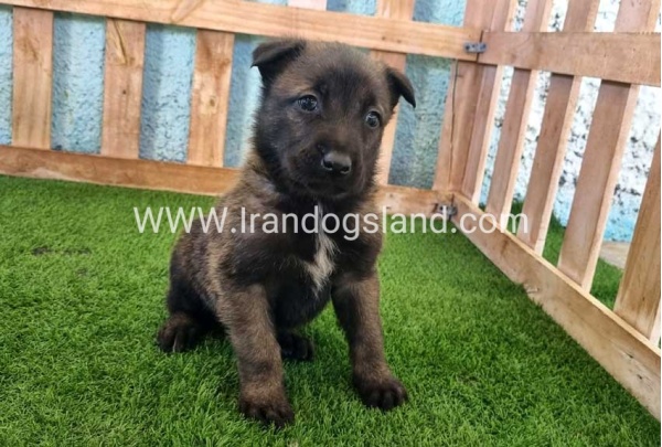 --malinois-129_8