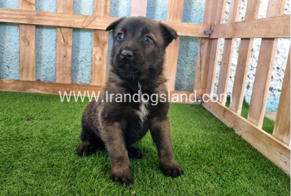 --malinois-129_9
