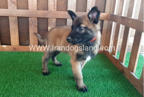 --malinois-12_1