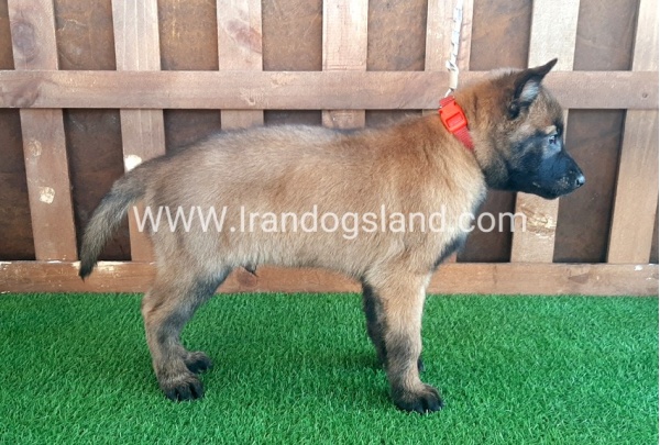 --malinois-12_10