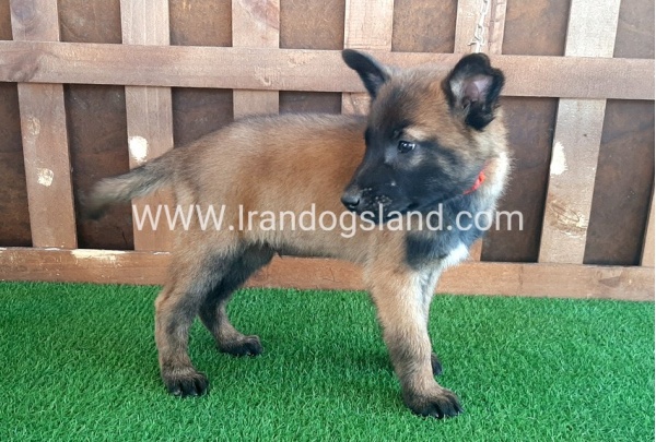 --malinois-12_11