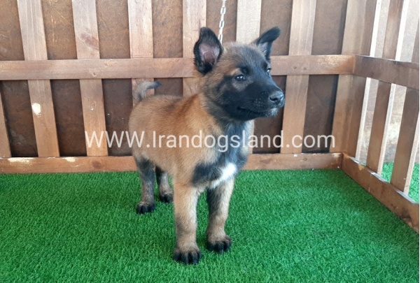 --malinois-12_12