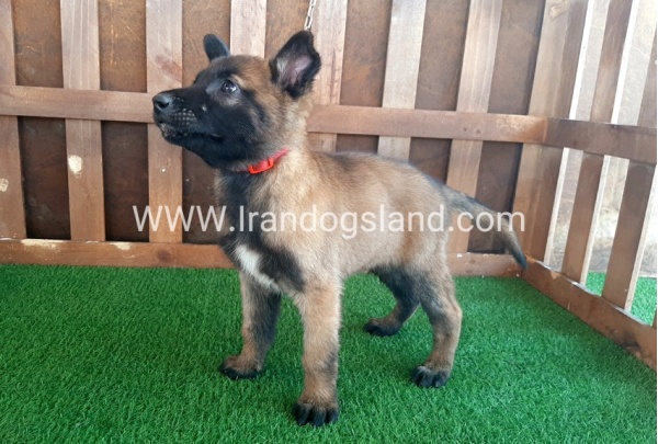 --malinois-12_13