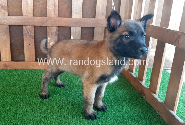 --malinois-12_2