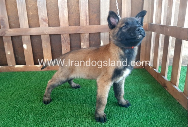 --malinois-12_3