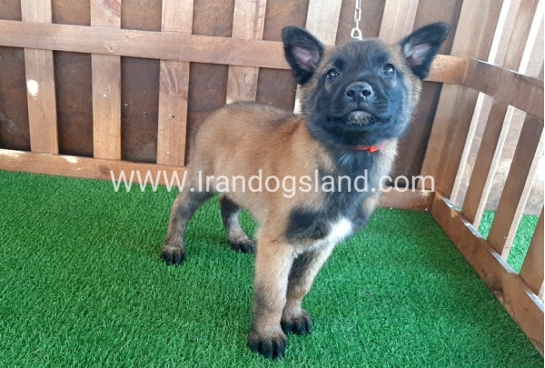 --malinois-12_4
