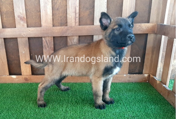 --malinois-12_5