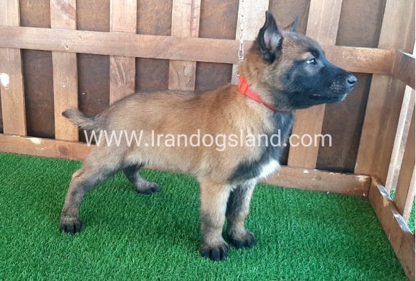--malinois-12_6
